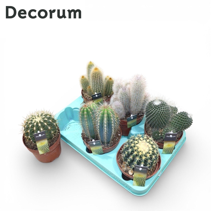 <h4>CACTUS GEM</h4>
