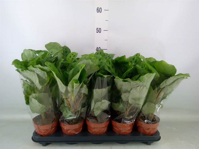 <h4>Maranta leuc. 'Kerchoveana'</h4>