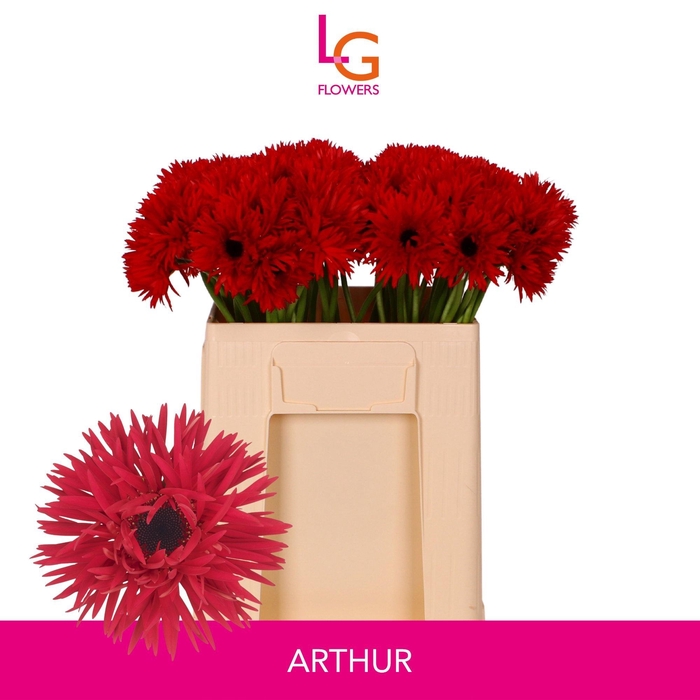 <h4>GE MS PUNKI ARTHUR</h4>