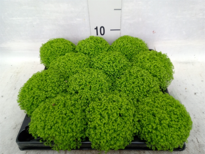 Selaginella apoda