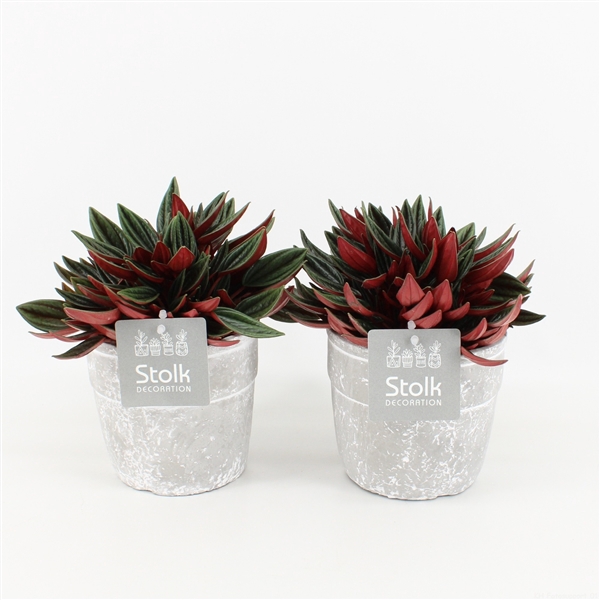 <h4>Peperomia Rosso in Stone Look Pot</h4>