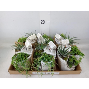 Arr.   Kamerplant Groen L%