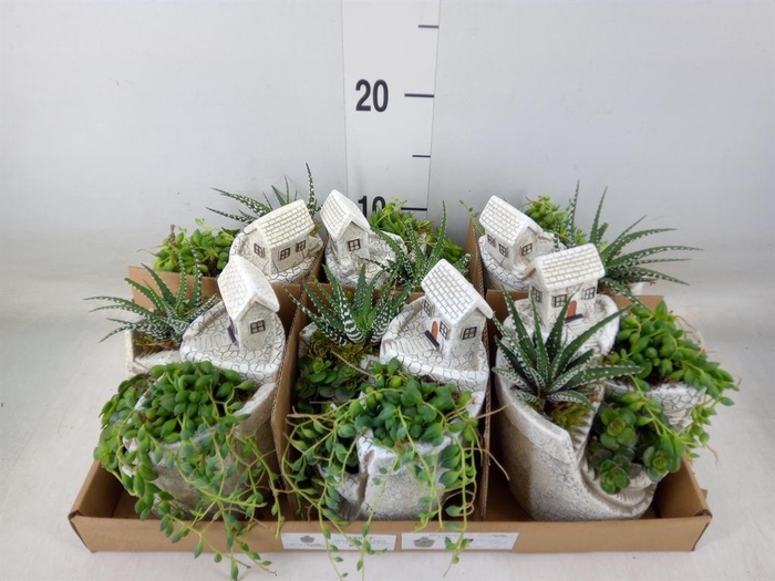 <h4>Arr.   Kamerplant Groen L%</h4>