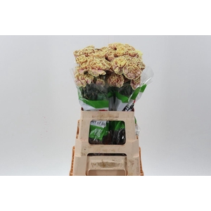 Dian. ST. Tinted Cafe Macchiato