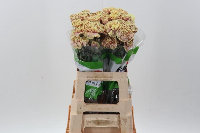 <h4>Dian. ST. Tinted Cafe Macchiato</h4>