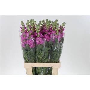 Matth Iron Rose Pink