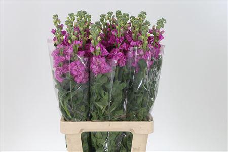 <h4>Matth Iron Rose Pink</h4>