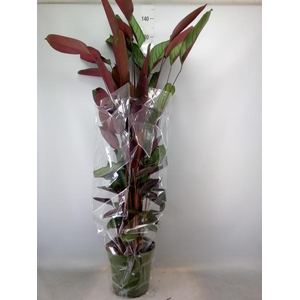 Ctenanthe setosa 'Compactstar'