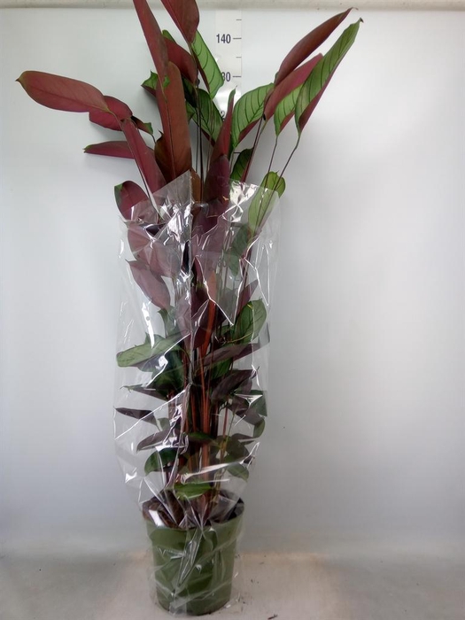 <h4>Ctenanthe setosa 'Compactstar'</h4>