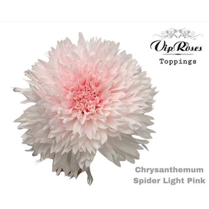 CHR E GEFAERBT Spider Light Pink