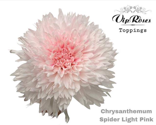 <h4>CHR E GEFAERBT Spider Light Pink</h4>