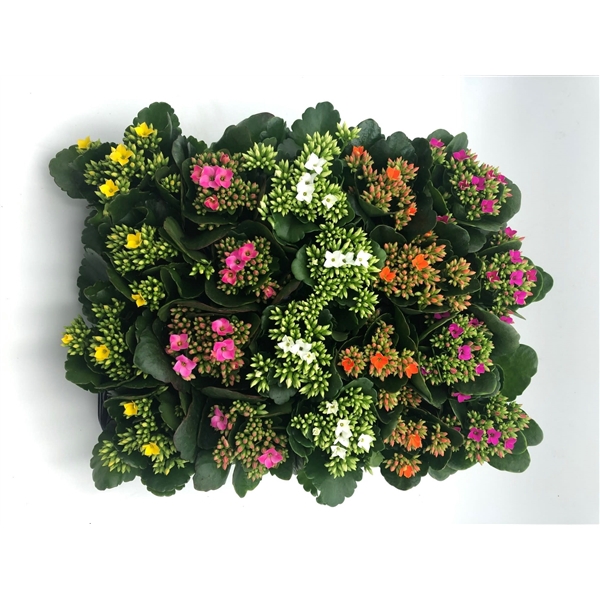 <h4>Kalanchoe mix 6 cm</h4>