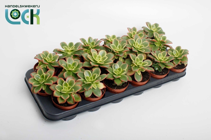 <h4>Aeonium Tricolor ('Kiwi')</h4>