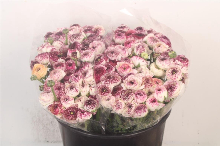 <h4>Ran Elegance Cappucino Super</h4>