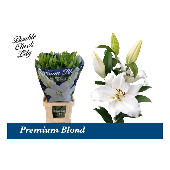 <h4>Li Or Premium Blond</h4>