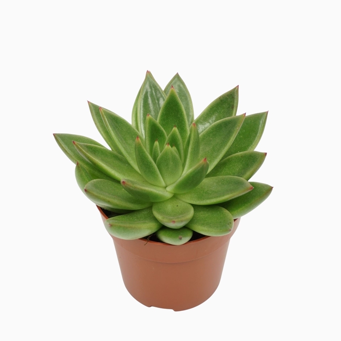 <h4>Echeveria agavoides</h4>