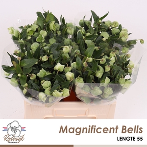 HELL  MAGNIFIC BELLS