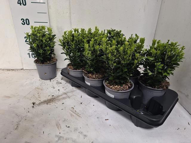 arr8 Euonymus Ja Gr Spire