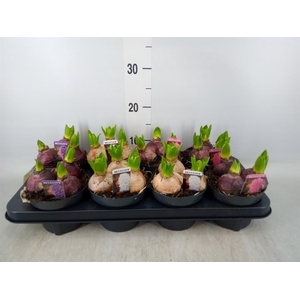 Hyacinthus orie. 'Pearl'  ...mix  3