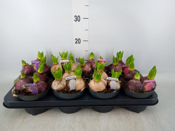 <h4>Hyacinthus orie. 'Pearl'  ...mix  3</h4>