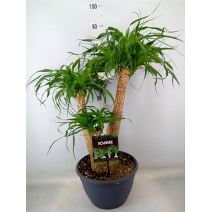 Beaucarnea recurvata