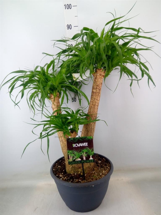 <h4>Beaucarnea recurvata</h4>