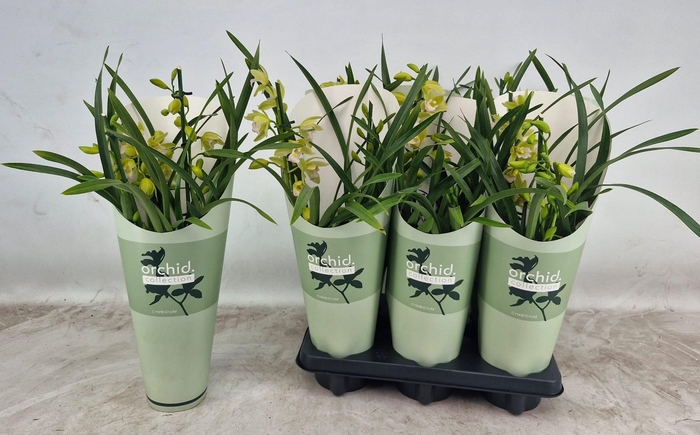 <h4>CYMB OVERIG</h4>