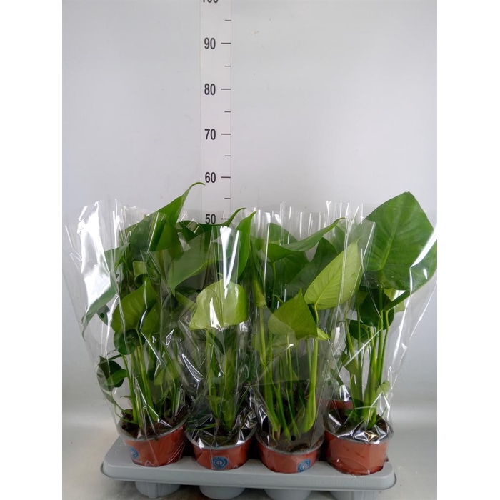 <h4>Monstera delic.</h4>