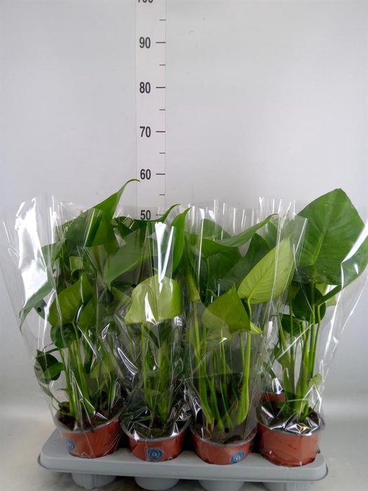 <h4>Monstera delic.</h4>