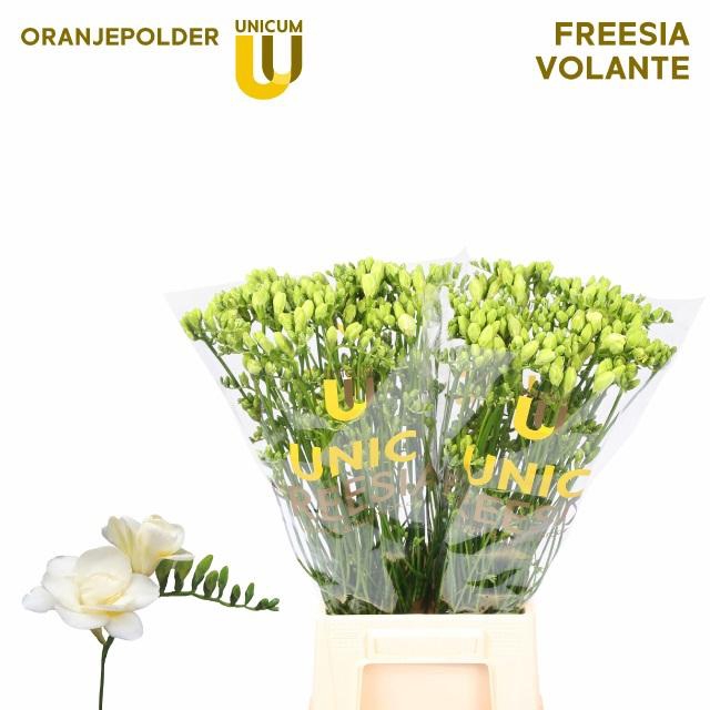 <h4>FR DU VOLANTE</h4>