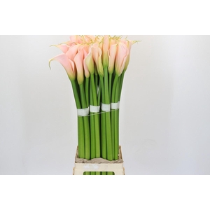 Zantedeschia Eydolls Salmon Promo