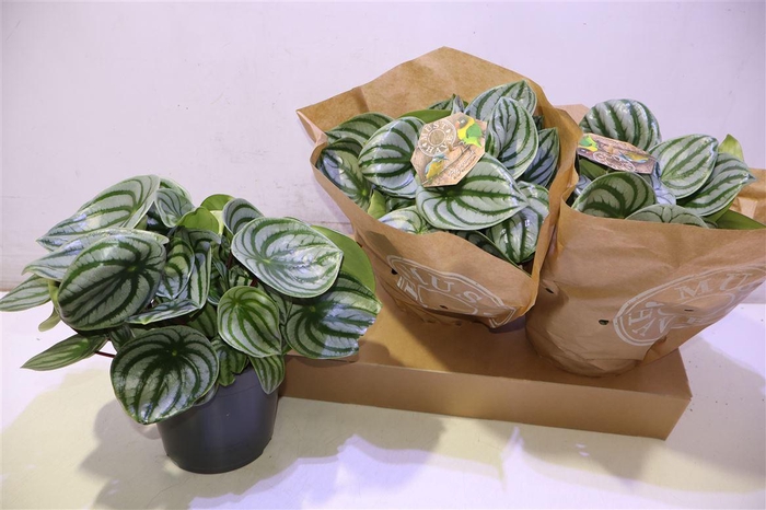 <h4>arr8 Pep Argyreia</h4>