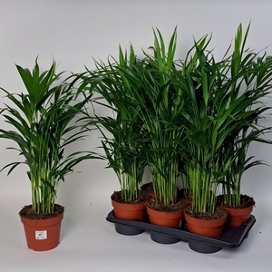 DYPSIS LUTESCENS