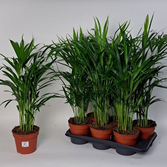 <h4>DYPSIS LUTESCENS</h4>