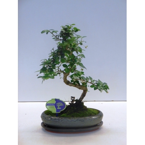 Carmona macrophylla, 24cm., shape, with drip tray