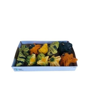 CUCURBITA FL SAUCER