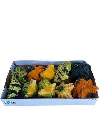 <h4>CUCURBITA FL SAUCER</h4>