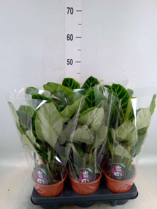 <h4>Calathea zebrina</h4>