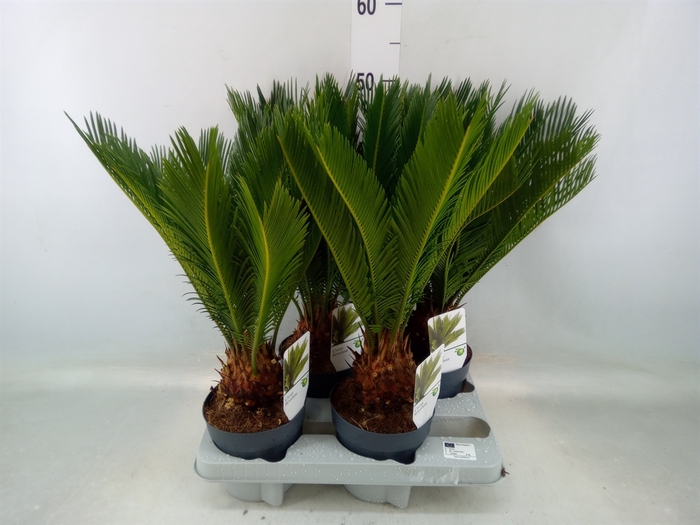 <h4>Cycas revoluta</h4>