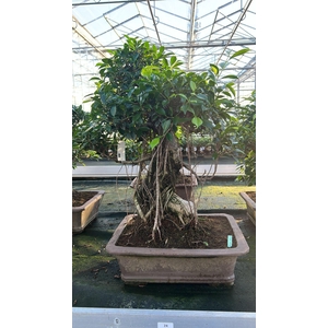 Ficus retusa, pot 46cm. Height 80cm.( single item)
