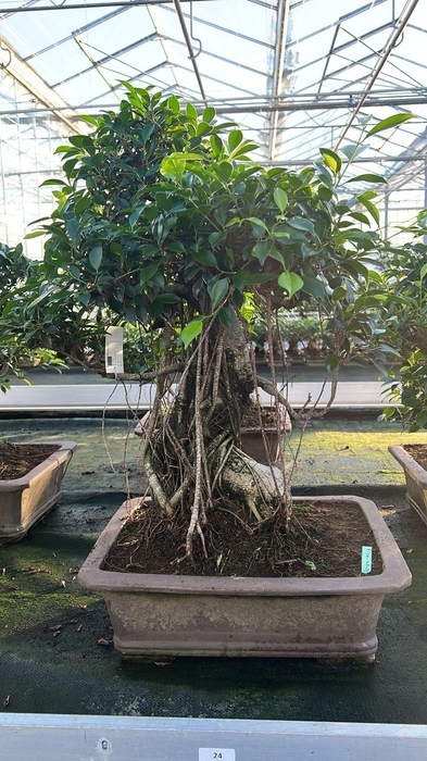<h4>Ficus retusa, pot 46cm. Height 80cm.( single item)</h4>