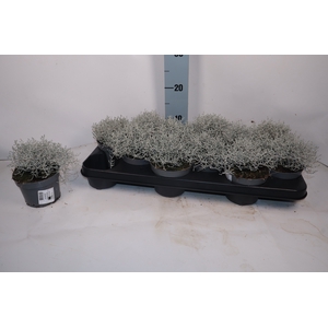 LEUCOPH BROWNII