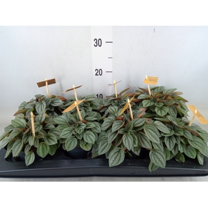 Peperomia  'Napoli Nights'