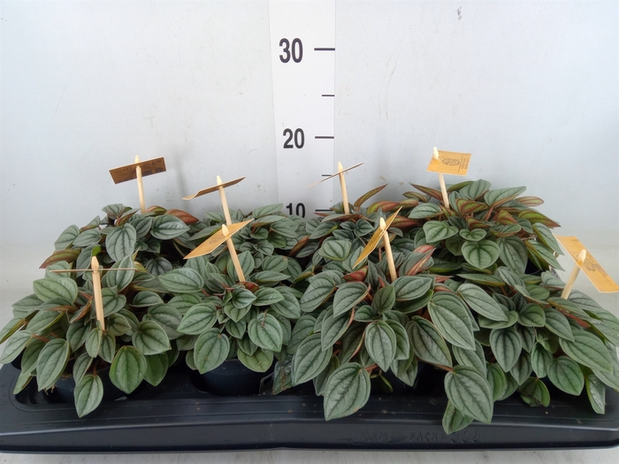 <h4>Peperomia  'Napoli Nights'</h4>