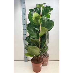 FICUS LYRATA