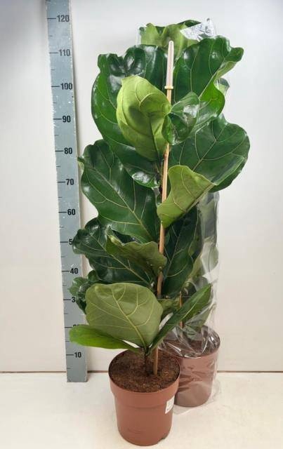 <h4>FICUS LYRATA</h4>