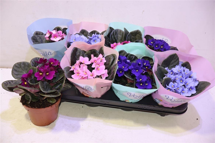 <h4>arr8 Saintp Gem</h4>