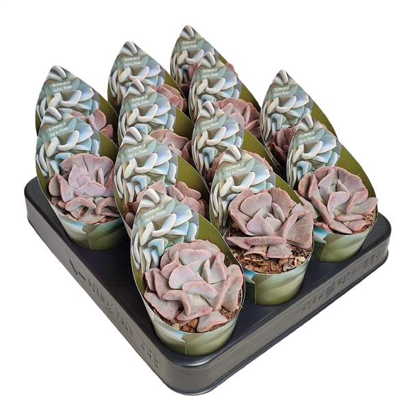 <h4>ECHEVERIA CUBIC FROST - POT Ø 6,5 WITH POTCOVER (SUCCULENTEN)</h4>