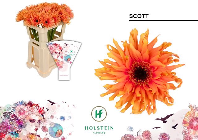 <h4>Gerbera Gerpasta Scott</h4>