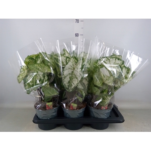 Caladium  'Snow Flurry'